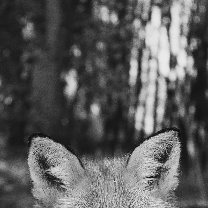 fox ears